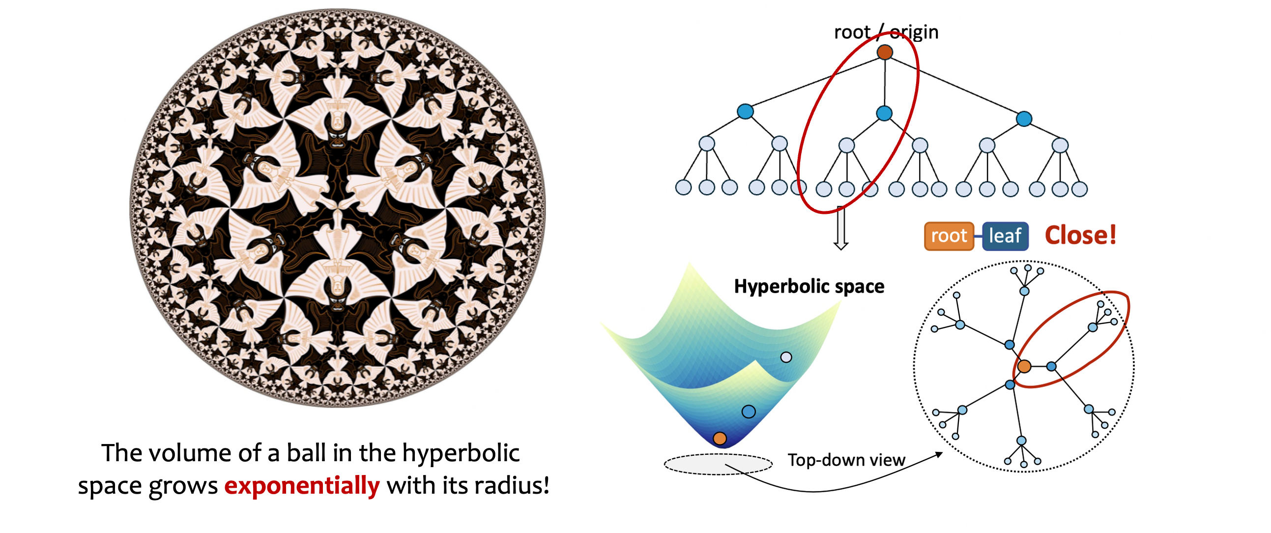 Root-leaf proximity in hyperbolic space
